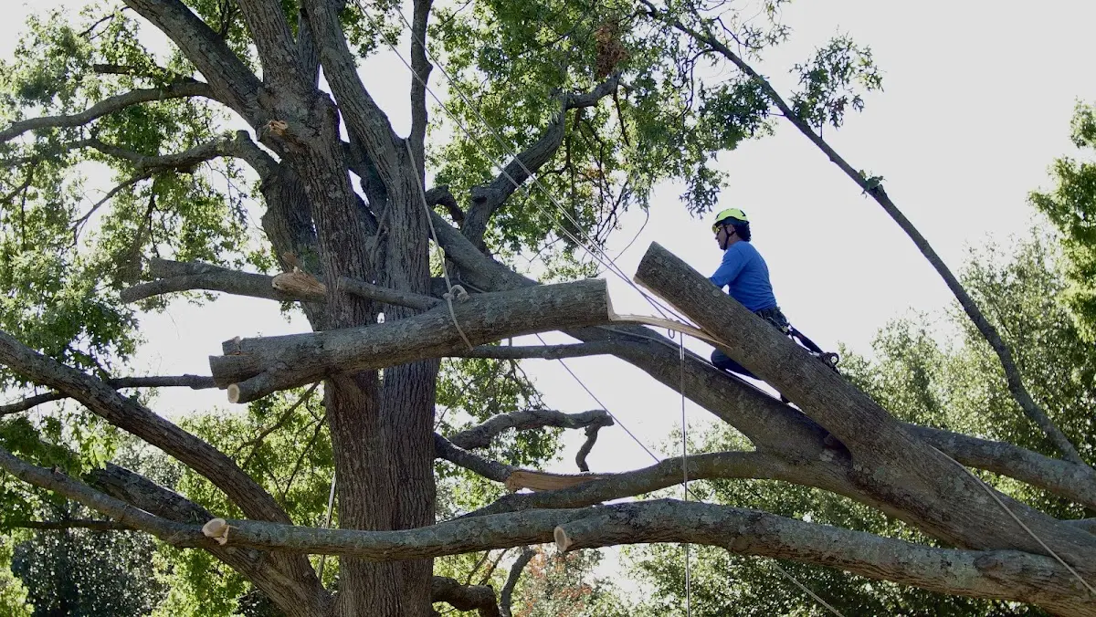 Professional Crown Thinning performed by certified arborists in Overbrook